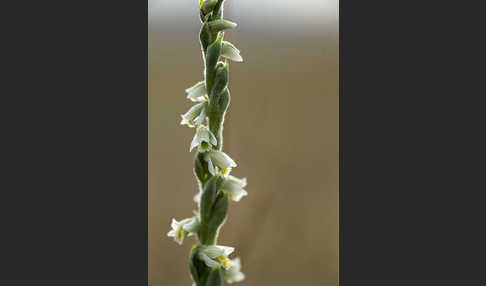 Herbst-Drehwurz (Spiranthes spiralis)