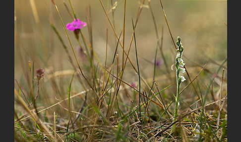 Herbst-Drehwurz (Spiranthes spiralis)