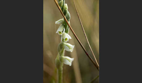 Herbst-Drehwurz (Spiranthes spiralis)