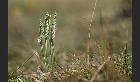 Herbst-Drehwurz (Spiranthes spiralis)