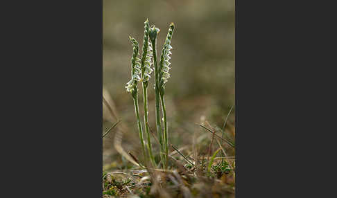 Herbst-Drehwurz (Spiranthes spiralis)