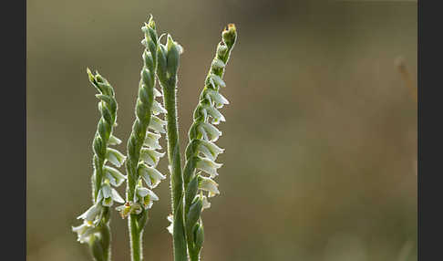 Herbst-Drehwurz (Spiranthes spiralis)