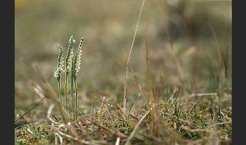 Herbst-Drehwurz (Spiranthes spiralis)