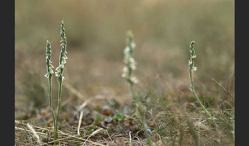 Herbst-Drehwurz (Spiranthes spiralis)