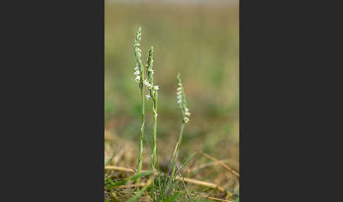 Herbst-Drehwurz (Spiranthes spiralis)