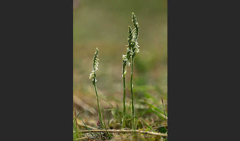 Herbst-Drehwurz (Spiranthes spiralis)