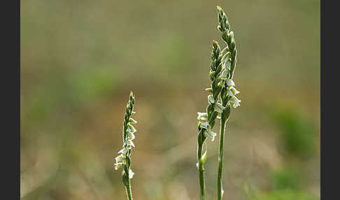 Herbst-Drehwurz (Spiranthes spiralis)