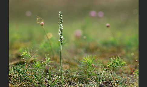 Herbst-Drehwurz (Spiranthes spiralis)