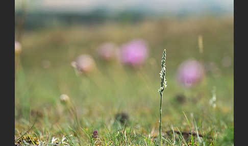 Herbst-Drehwurz (Spiranthes spiralis)