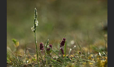 Herbst-Drehwurz (Spiranthes spiralis)