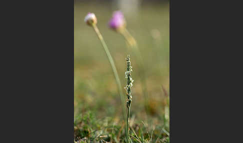 Herbst-Drehwurz (Spiranthes spiralis)