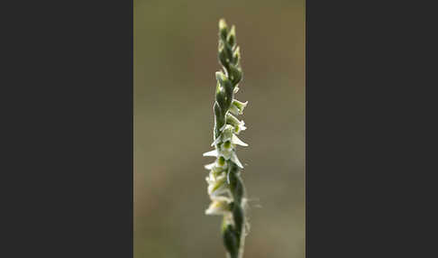 Herbst-Drehwurz (Spiranthes spiralis)