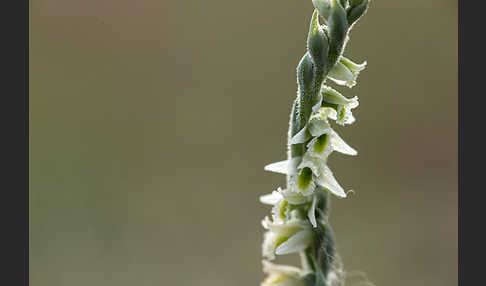 Herbst-Drehwurz (Spiranthes spiralis)