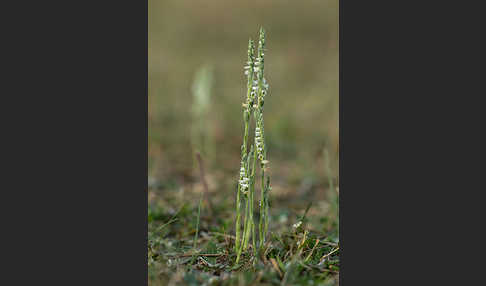 Herbst-Drehwurz (Spiranthes spiralis)