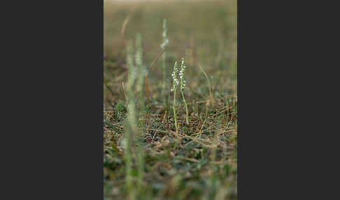 Herbst-Drehwurz (Spiranthes spiralis)