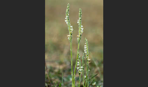 Herbst-Drehwurz (Spiranthes spiralis)