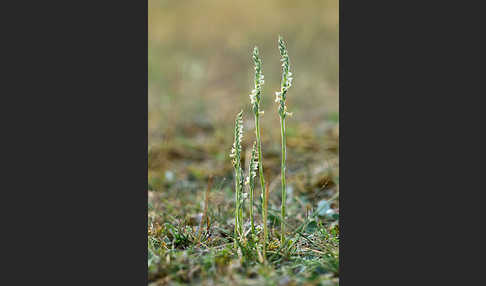 Herbst-Drehwurz (Spiranthes spiralis)