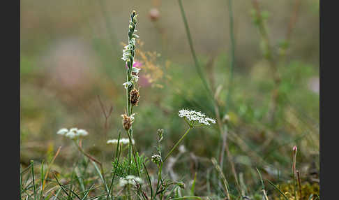 Herbst-Drehwurz (Spiranthes spiralis)