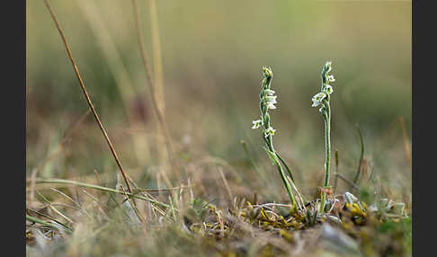 Herbst-Drehwurz (Spiranthes spiralis)