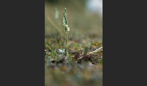 Herbst-Drehwurz (Spiranthes spiralis)