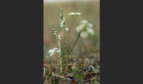 Herbst-Drehwurz (Spiranthes spiralis)