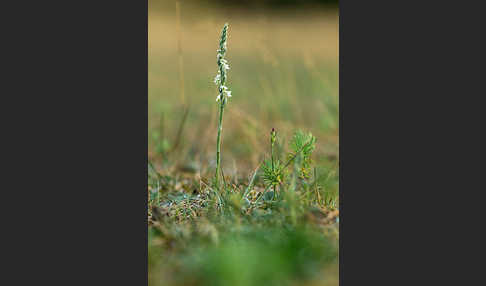 Herbst-Drehwurz (Spiranthes spiralis)