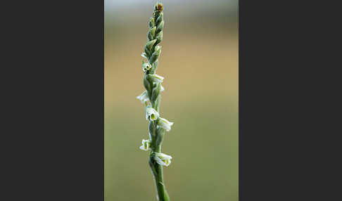 Herbst-Drehwurz (Spiranthes spiralis)