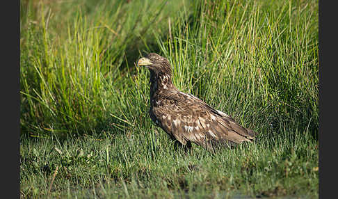 Seeadler (Haliaeetus albicilla)