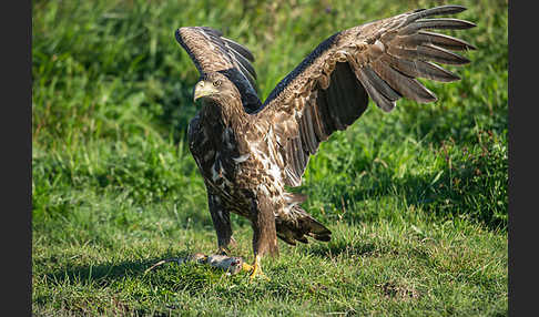 Seeadler (Haliaeetus albicilla)