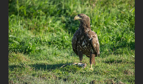 Seeadler (Haliaeetus albicilla)