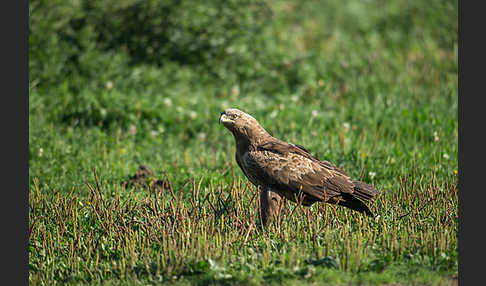 Schreiadler (Aquila pomarina)