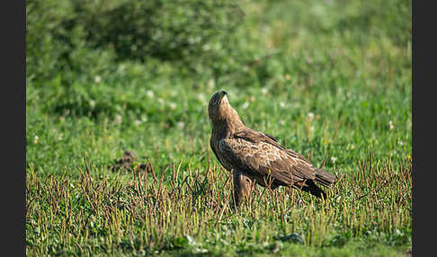 Schreiadler (Aquila pomarina)