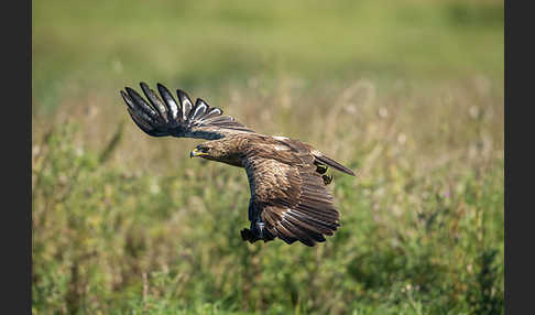 Schreiadler (Aquila pomarina)