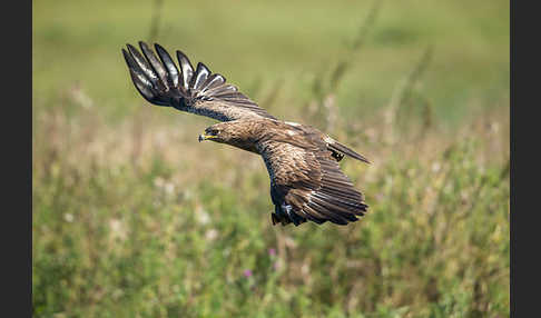 Schreiadler (Aquila pomarina)