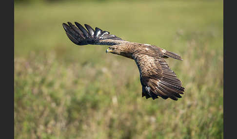 Schreiadler (Aquila pomarina)