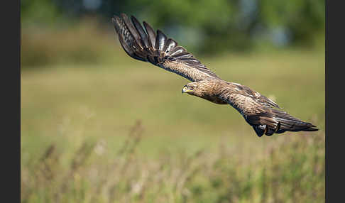 Schreiadler (Aquila pomarina)