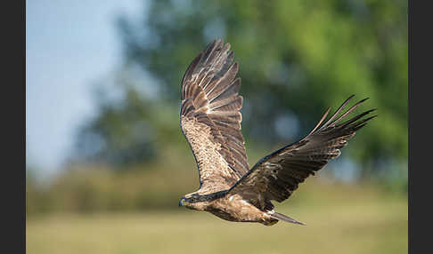 Schreiadler (Aquila pomarina)