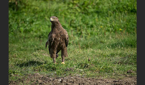 Schreiadler (Aquila pomarina)