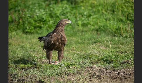 Schreiadler (Aquila pomarina)