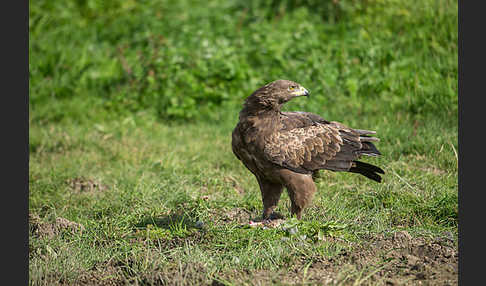 Schreiadler (Aquila pomarina)