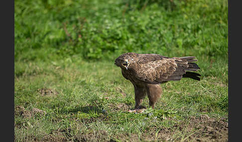 Schreiadler (Aquila pomarina)