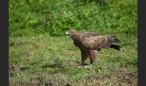 Schreiadler (Aquila pomarina)