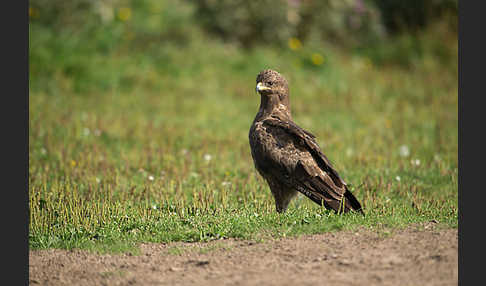 Schreiadler (Aquila pomarina)