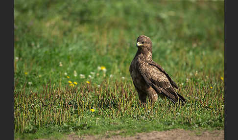 Schreiadler (Aquila pomarina)