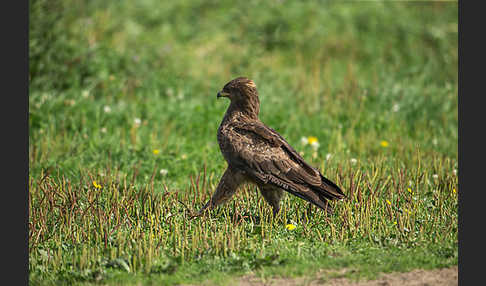 Schreiadler (Aquila pomarina)