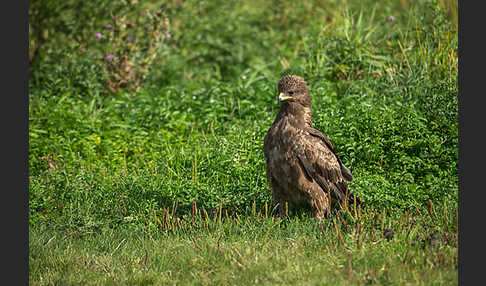 Schreiadler (Aquila pomarina)