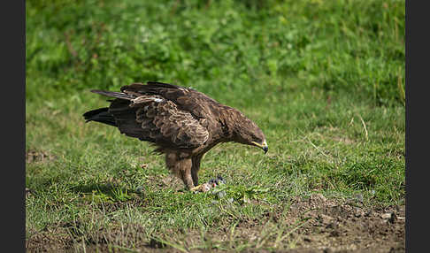 Schreiadler (Aquila pomarina)