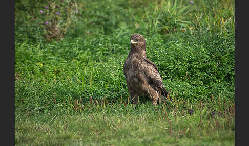 Schreiadler (Aquila pomarina)