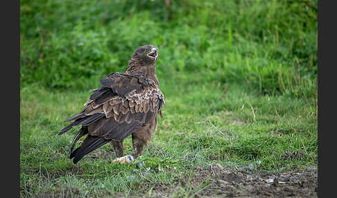 Schreiadler (Aquila pomarina)