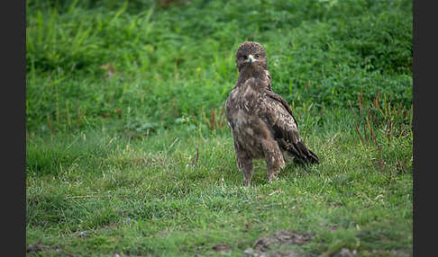 Schreiadler (Aquila pomarina)